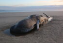 10.05.2025 Zeit – Toter Buckelwal am Strand von Sankt Peter-Ording geborgen 10.05.2025 Zeit – Toter Buckelwal am Strand von Sankt Peter-Ording geborgen