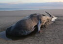 01.07.2025 NDR: Warum Wale stranden: Forschende suchen nach Ursachen