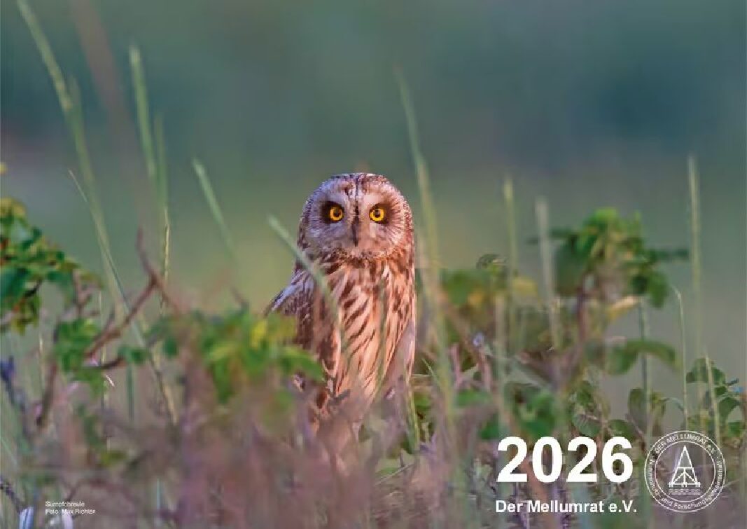 17.10.2025 – A3 Kalender Mellumrat 2026 – 10.-€ zzgl. 5.- € Versand
