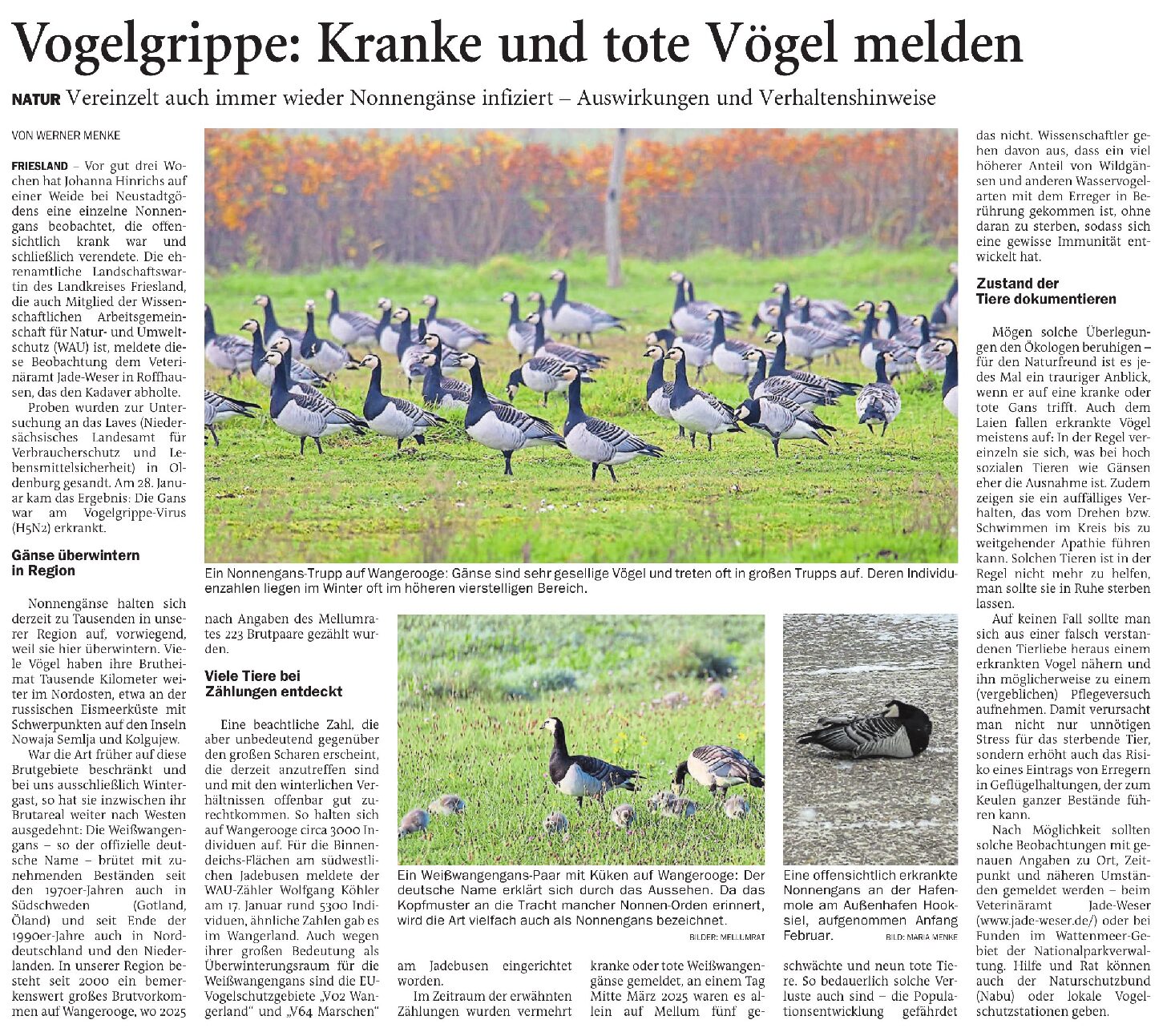 09.02.2026 Jeversches Wochenblatt – Vogelgrippe: Kranke und tote Tiere melden