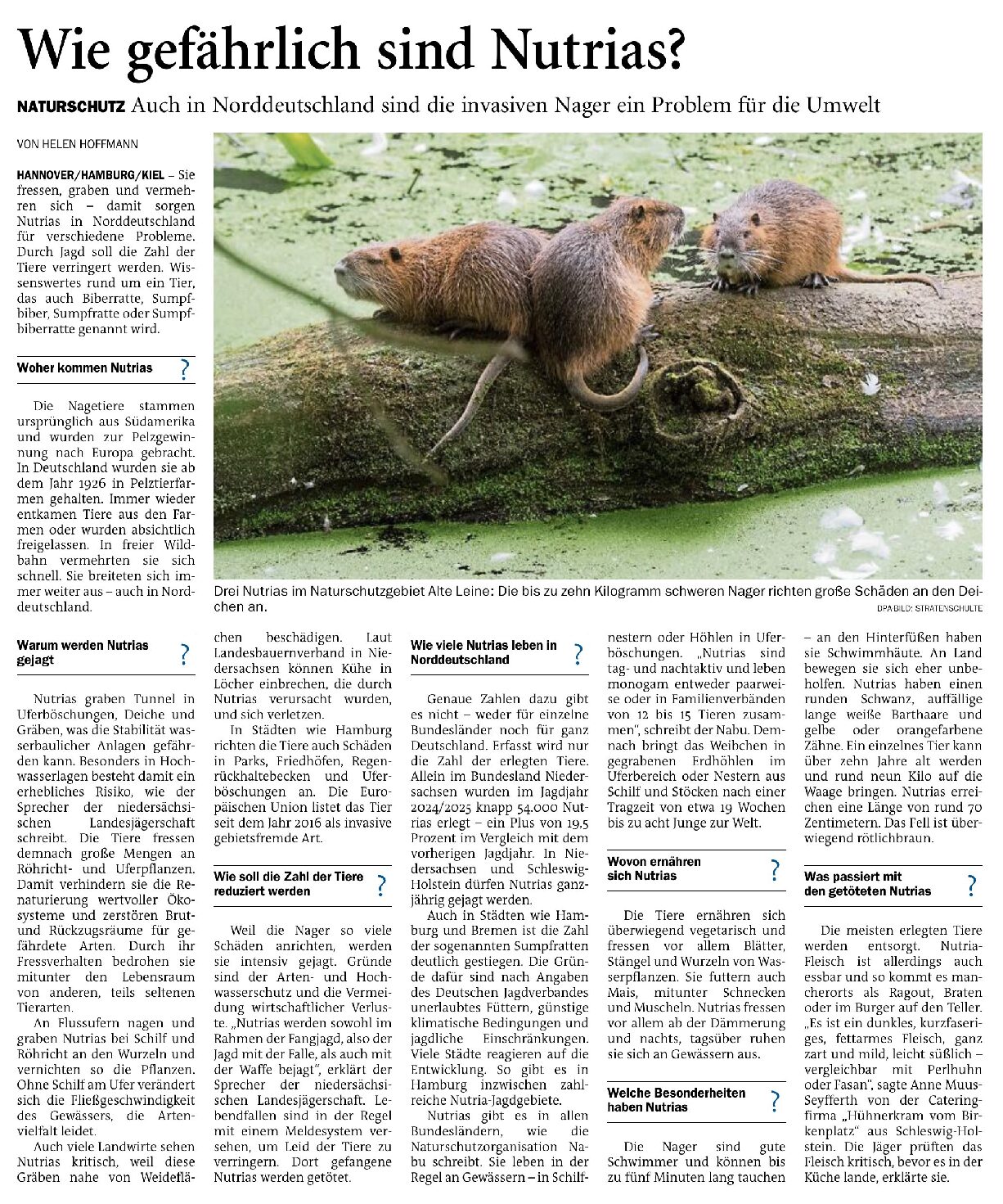 14.02.2026 Jeversches Wochenblatt – Wie gefährlich sind Nutrias? 14.02.2026 Jeversches Wochenblatt – Wie gefährlich sind Nutrias?