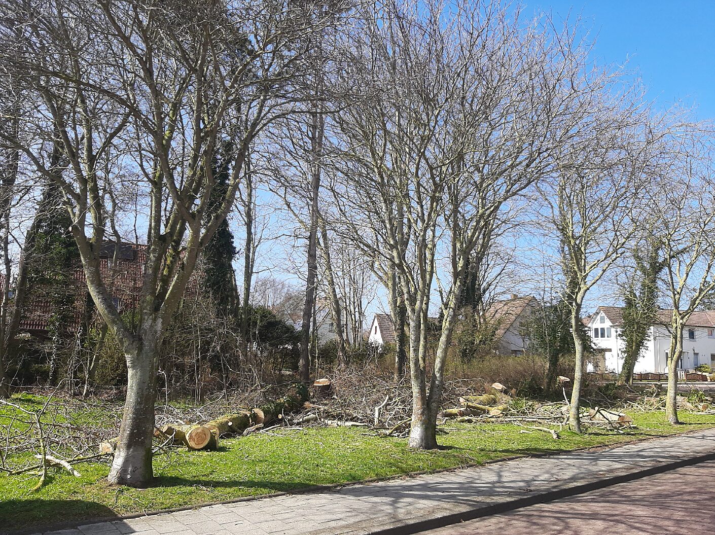 31.03.2026 Grüne auf Wangerooge fordern nach Ad-hoc-Baumfällungen erneut eine Baumschutzsatzung! 31.03.2026 Grüne auf Wangerooge fordern nach Ad-hoc-Baumfällungen erneut eine Baumschutzsatzung!