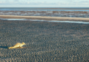 29.05.2026 Nationalparkverwaltungen – Nachwuchs bei den Seehunden im Wattenmeer erwartet Störungen können Heuler mutterlos machen