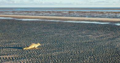 29.05.2026 Nationalparkverwaltungen – Nachwuchs bei den Seehunden im Wattenmeer erwartet Störungen können Heuler mutterlos machen