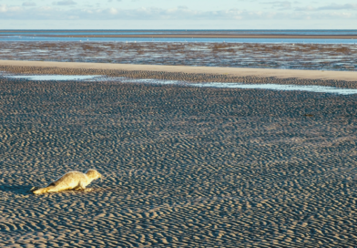 29.05.2026 Nationalparkverwaltungen – Nachwuchs bei den Seehunden im Wattenmeer erwartet Störungen können Heuler mutterlos machen