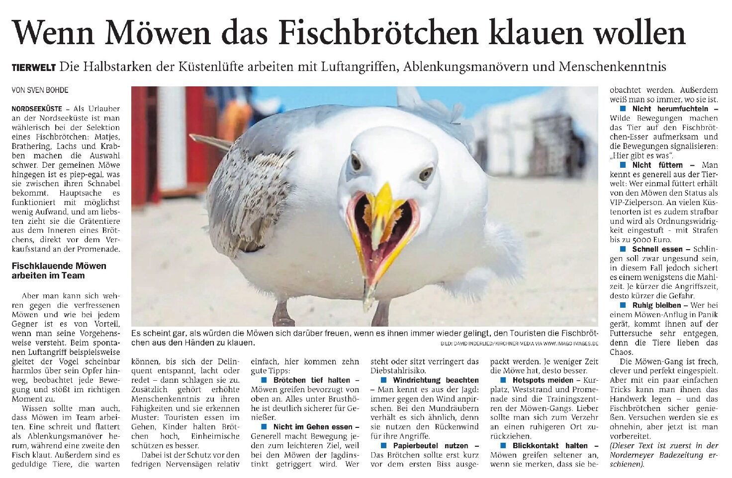 20.07.2026 Jeversches Wochenblatt – Wenn Möwen das Fischbrötchen klauen wollen 20.07.2026 Jeversches Wochenblatt – Wenn Möwen das Fischbrötchen klauen wollen