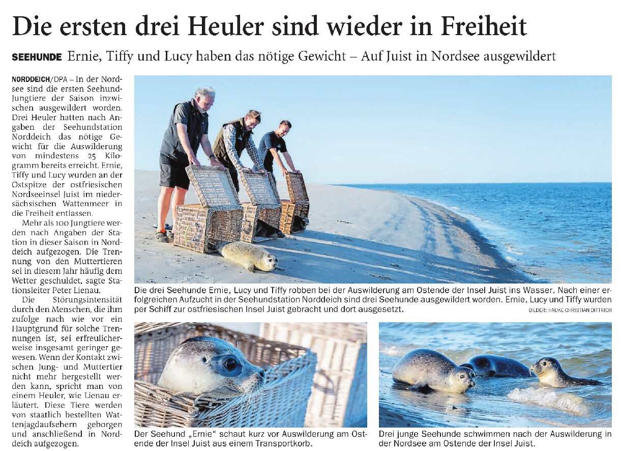 15.08.2026 Jeversches Wochenblatt – Die ersten drei Heuler sind wieder in Freiheit 15.08.2026 Jeversches Wochenblatt – Die ersten drei Heuler sind wieder in Freiheit