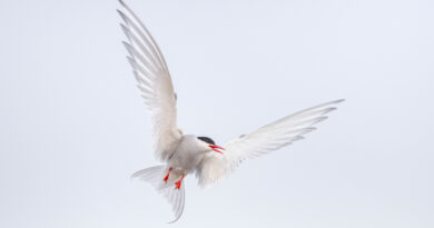 24.09.2026 18.Zugvogeltage: Küstenseeschwalbe und Namibia im Fokus – Über 300 Veranstaltungen laden vom 10. – 18. Oktober zum Entdecken und Staunen ein 24.09.2026 18.Zugvogeltage: Küstenseeschwalbe und Namibia im Fokus – Über 300 Veranstaltungen laden vom 10. – 18. Oktober zum Entdecken und Staunen ein